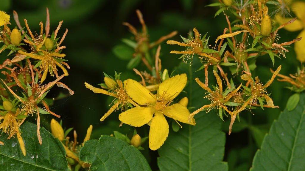 St. John's Wort