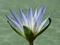 Blue lotus flower