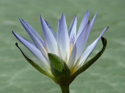 Blue lotus flower
