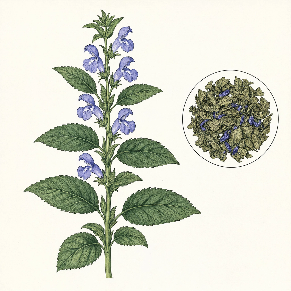 Skullcap botanical illustration