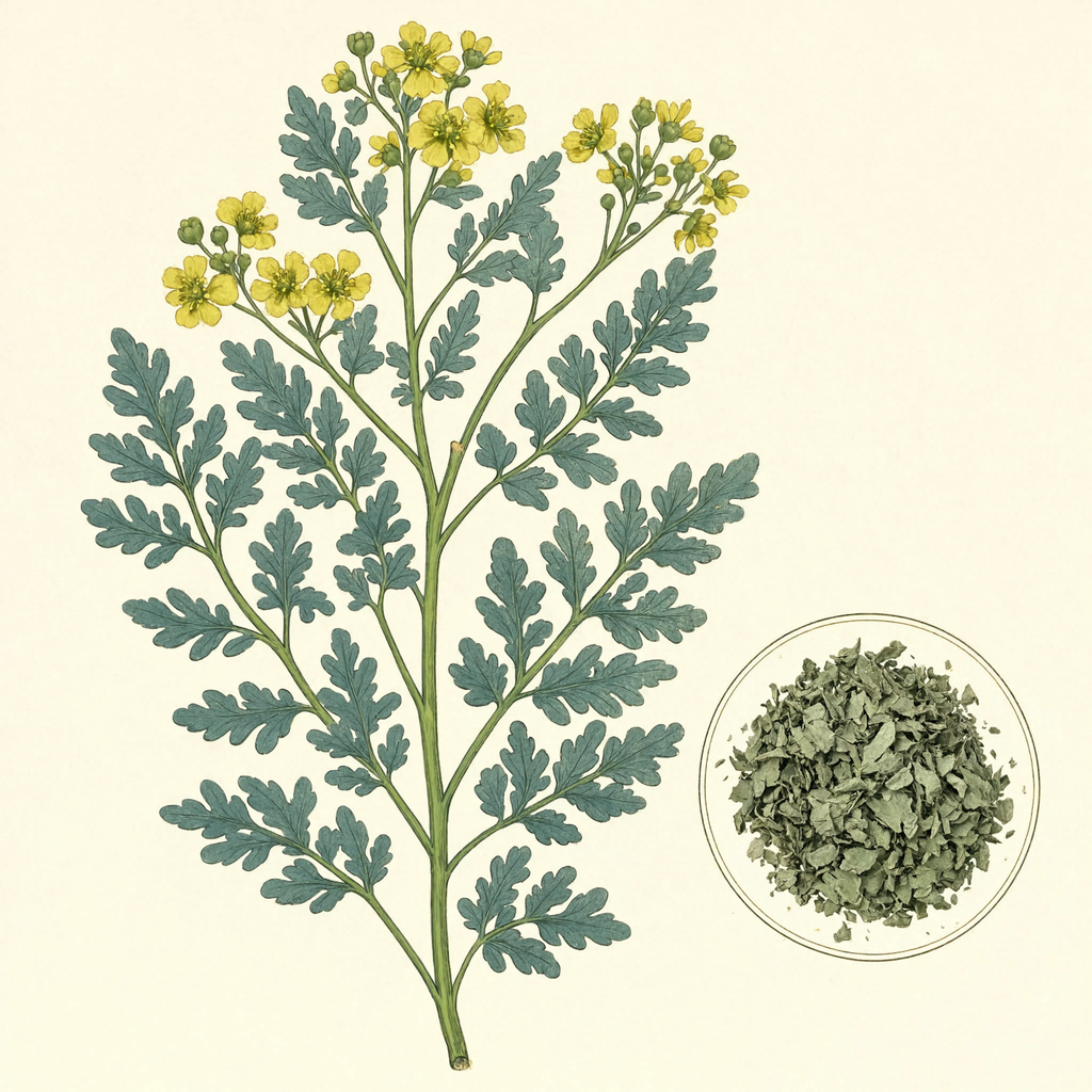 Rue botanical illustration