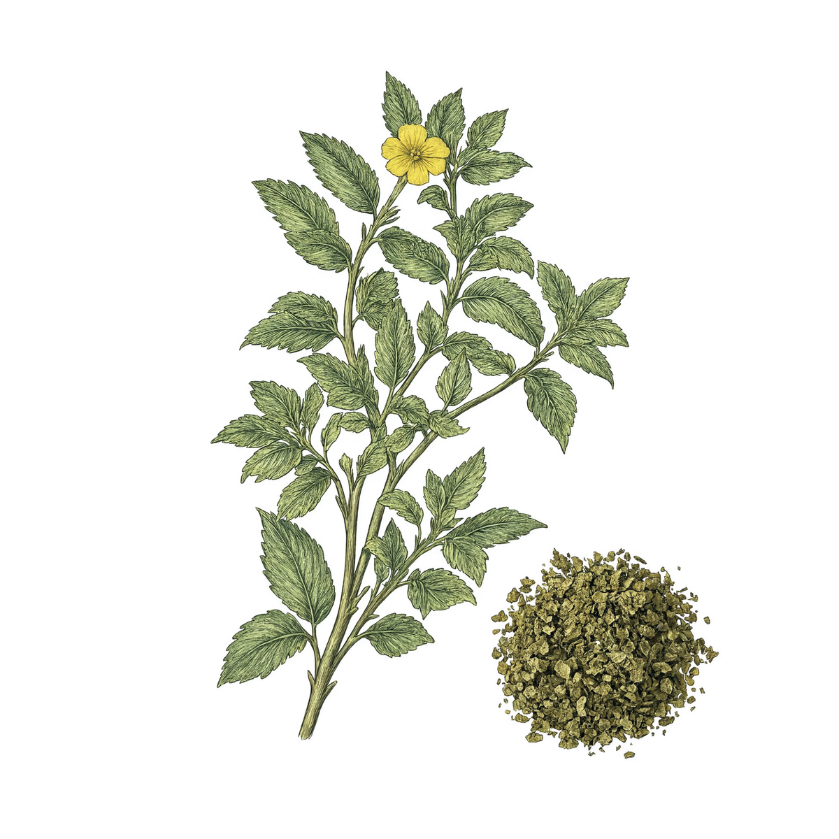 Damiana Leaf botanical illustration
