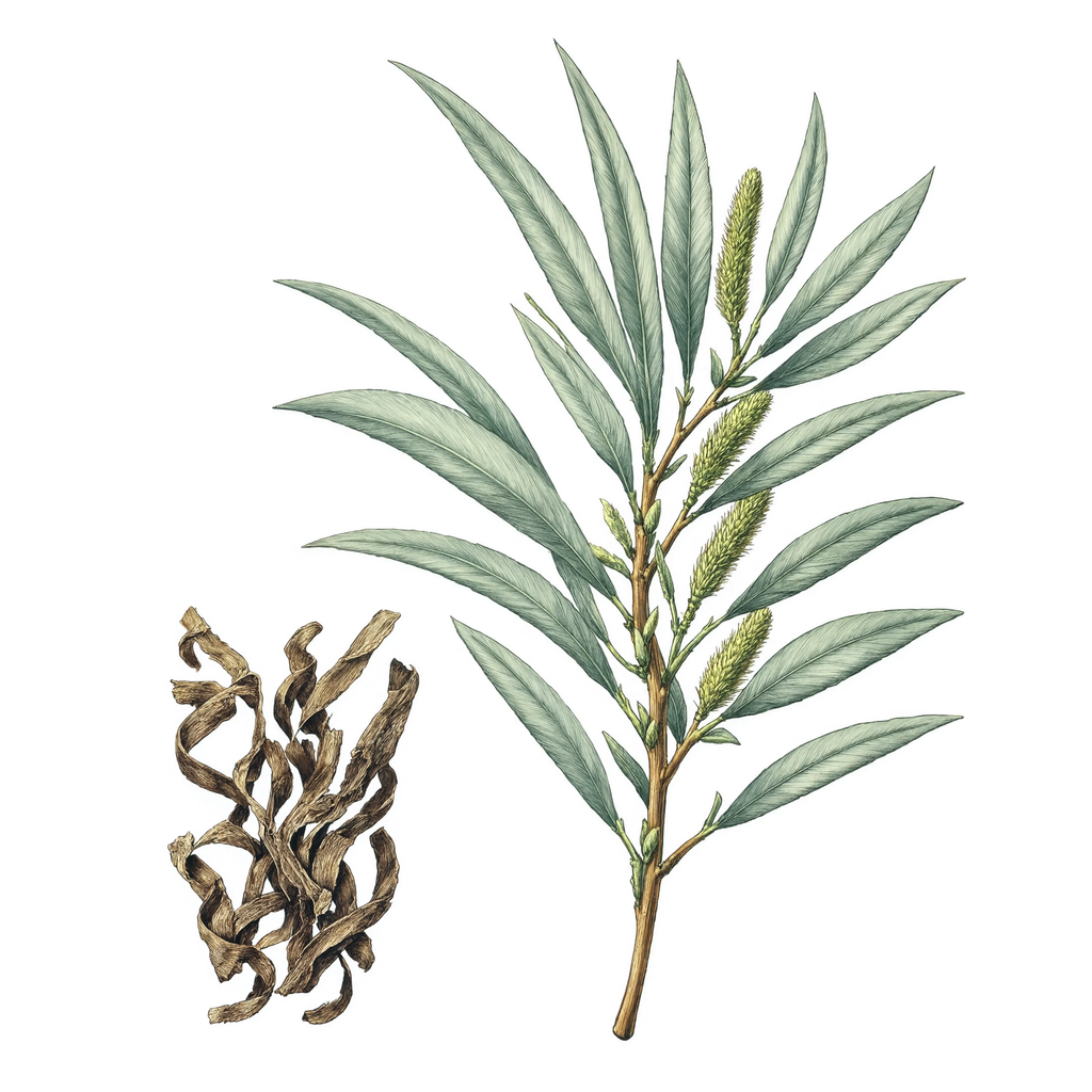 White Willow Bark botanical illustration