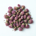 Red Clover