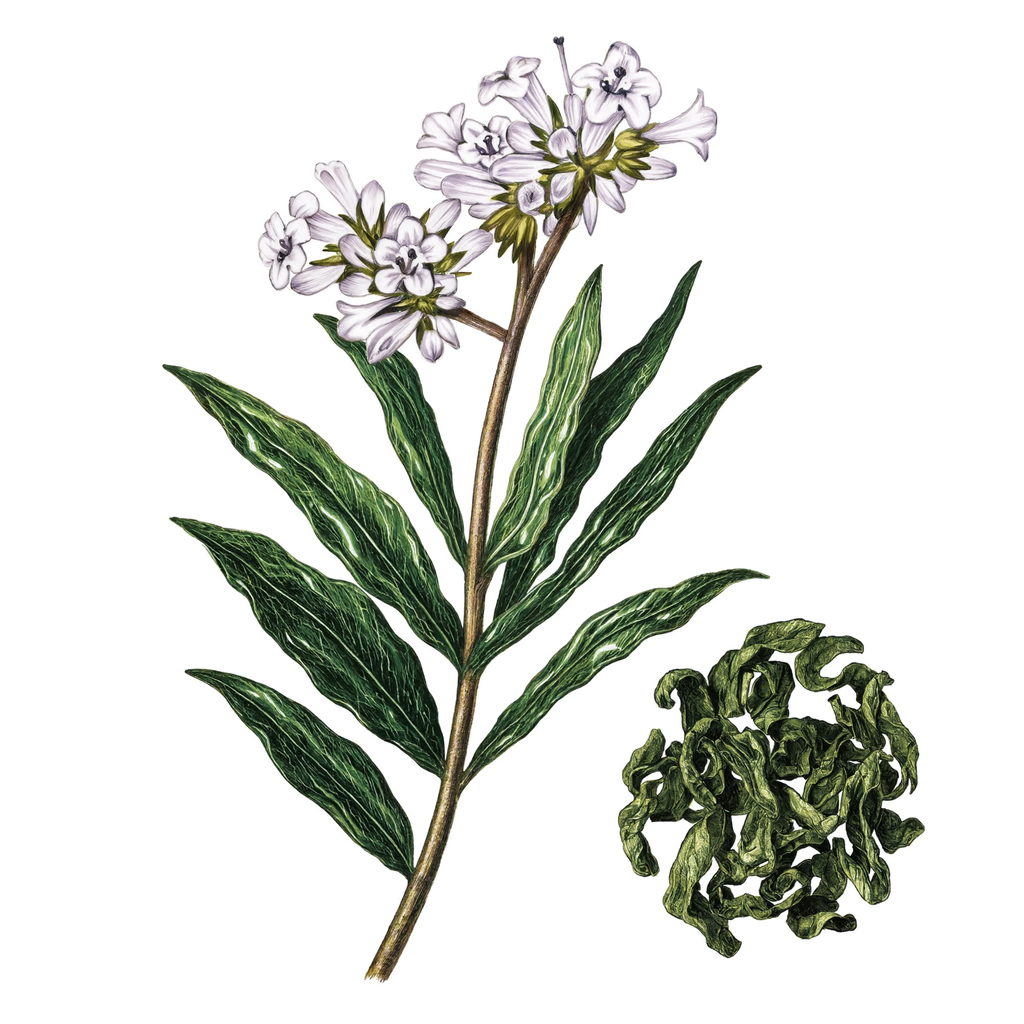 Yerba Santa botanical illustration