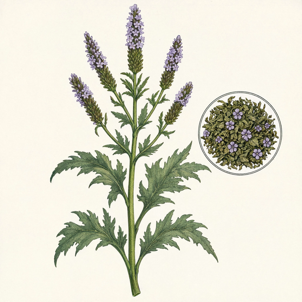 Vervain botanical illustration
